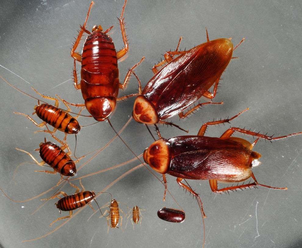 Cómo erradicar las cucarachas de tu hogar de manera definitiva