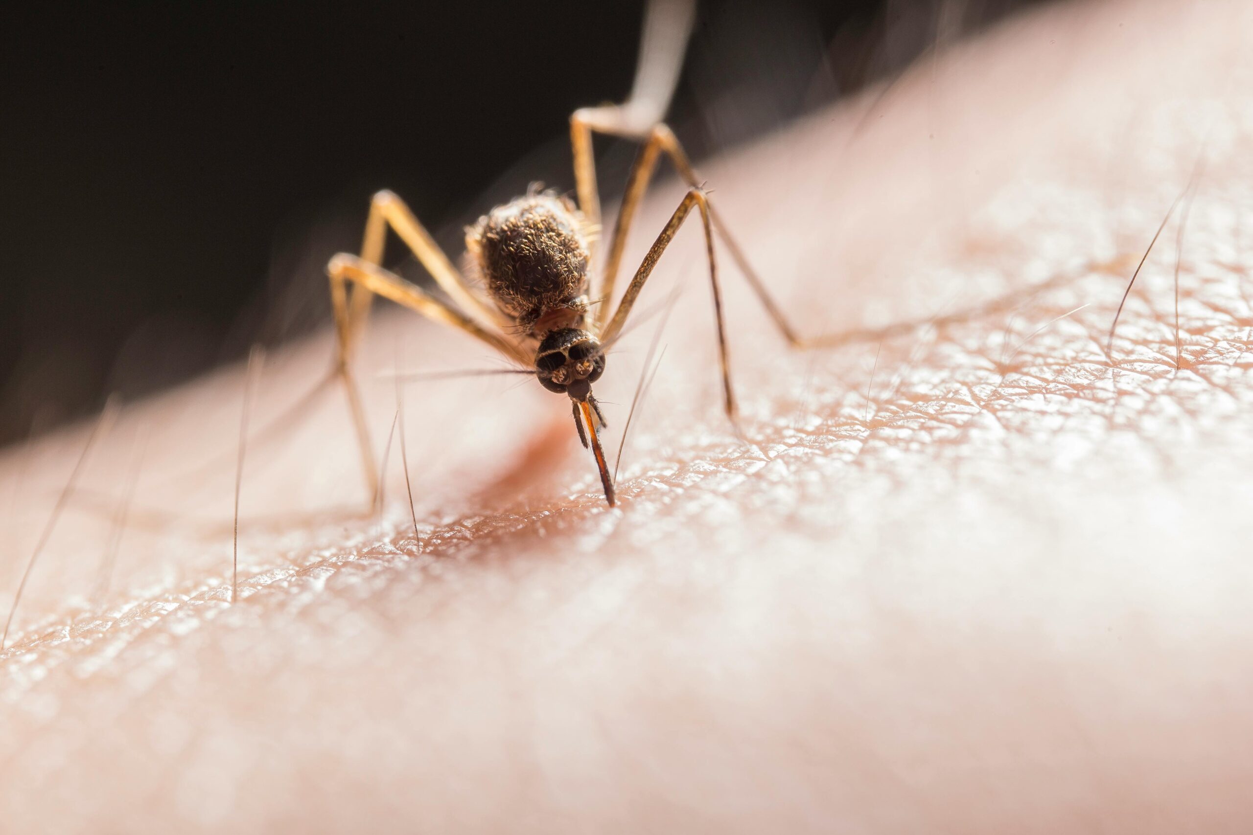 Invasión de mosquitos en Parla: por qué este verano habrá más y cómo protegerte
