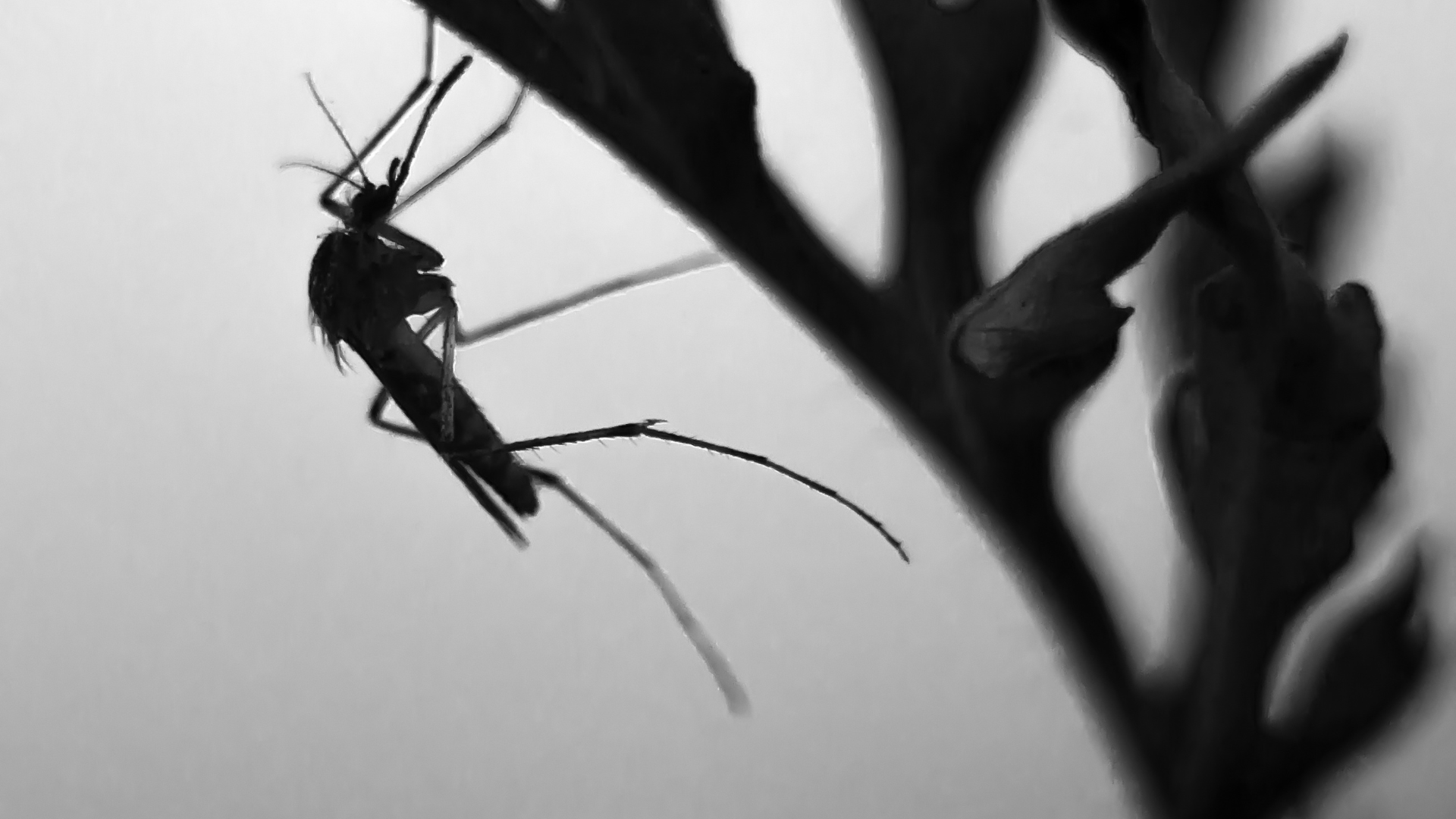 Cómo preparar tu casa para el verano en Parla y evitar cucarachas, hormigas y mosquitos
