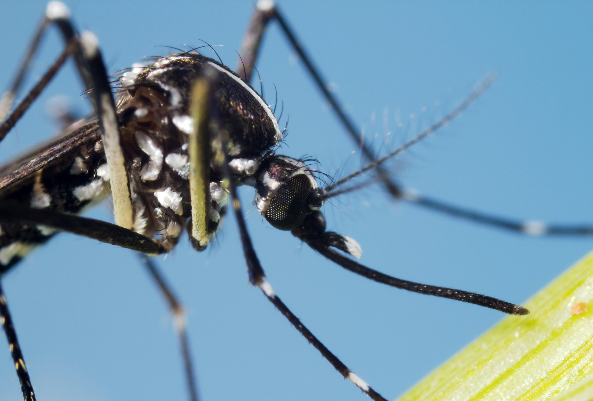 Mosquito tigre en Parla: un riesgo creciente para la salud pública